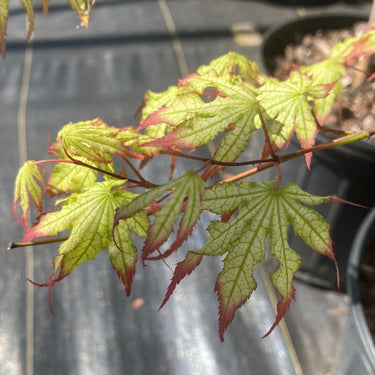 Acer palmatum 'Phantom Flame' Reticulated Japanese Maple - Maple Ridge Nursery